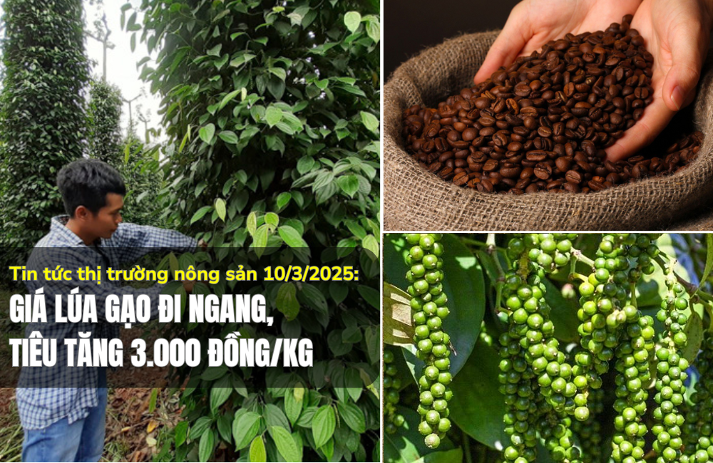 Tin tức thị trường nông sản 10/3/2025: Giá lúa gạo đi ngang, tiêu tăng 3.000 đồng/kg