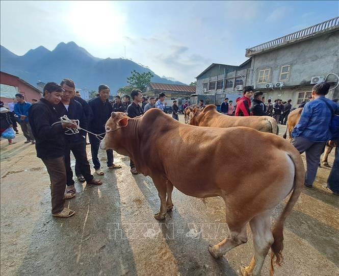 Thịt bò vàng Hà Giang: Phát triển thị trường nội địa, hướng tới xuất khẩu