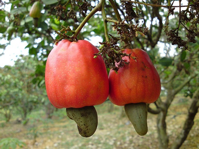 Bà Rịa - Vũng Tàu: Vụ điều trễ hẹn, năng suất giảm mạnh do thời tiết bất lợi