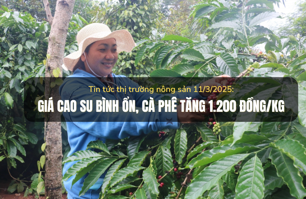 Tin tức thị trường nông sản 11/3/2025: Giá cao su bình ổn, cà phê tăng 1.200 đồng/kg