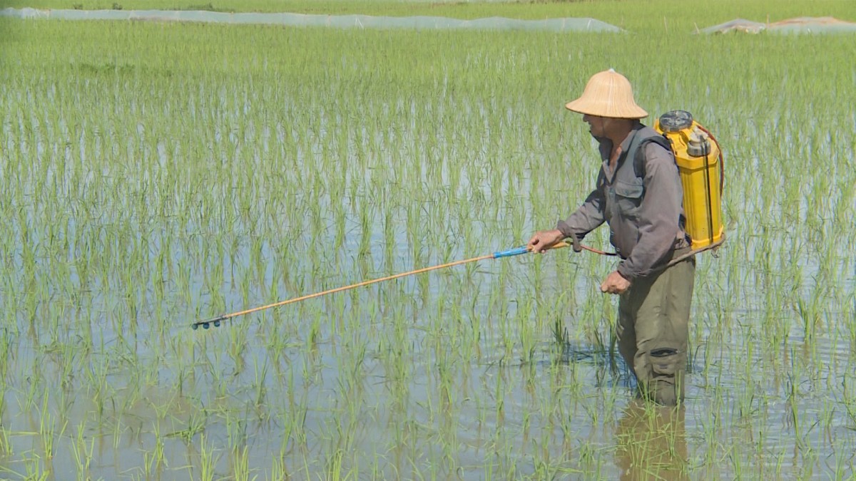 Thái Bình: Chủ động phòng trừ sâu bệnh trên lúa Xuân