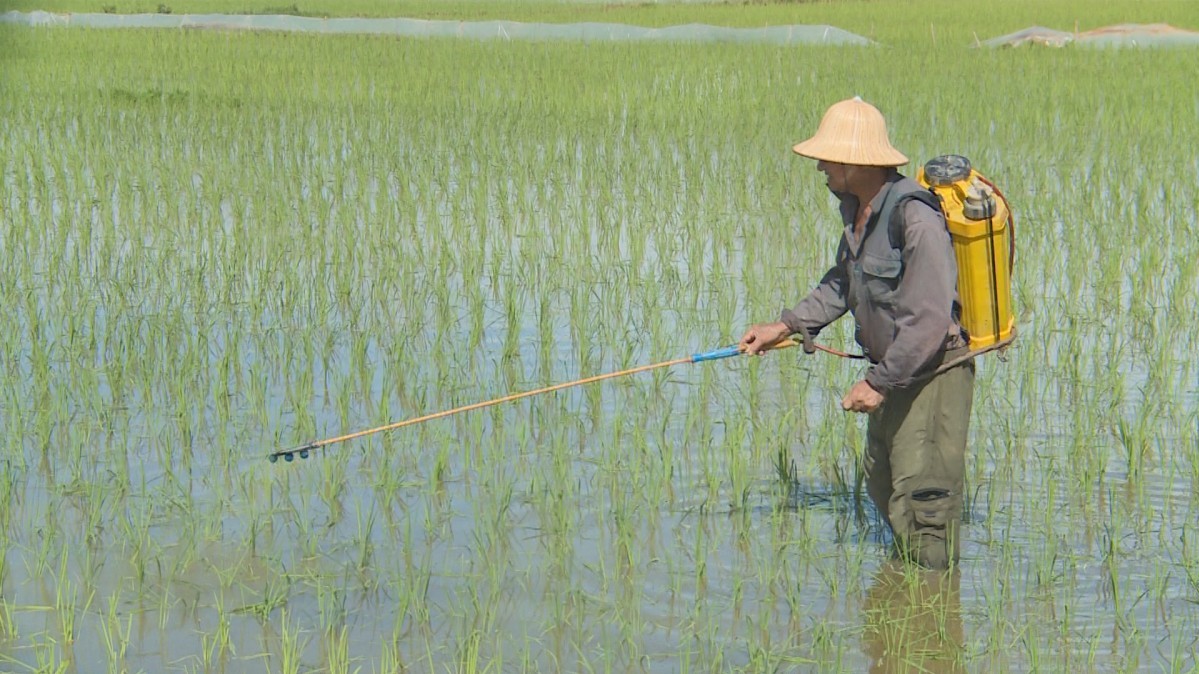 Thái Bình: Chủ động phòng trừ sâu bệnh trên lúa Xuân