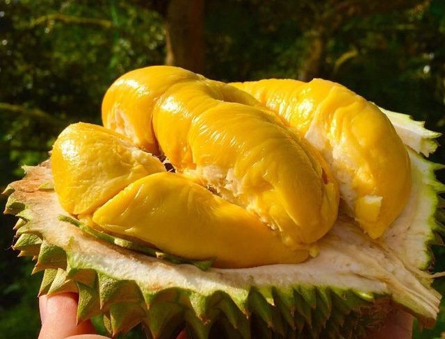 Sầu riêng Musang King "trở mình" ngoạn mục