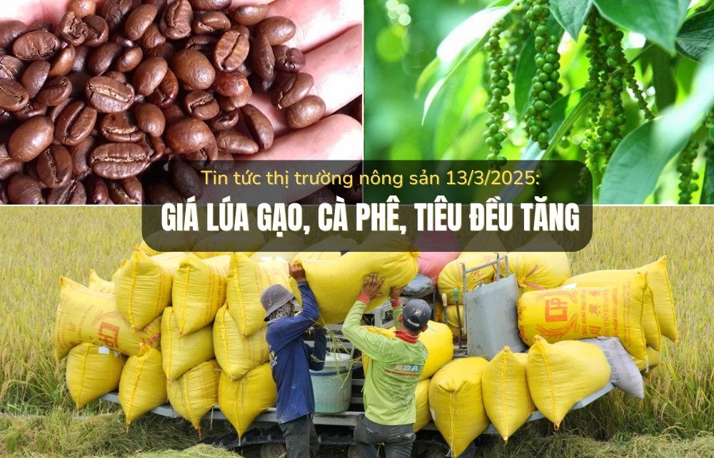 Tin tức thị trường nông sản 13/3/2025: Giá lúa gạo, cà phê, tiêu đều tăng