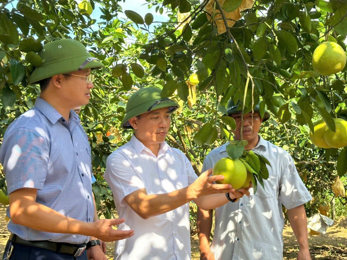 Khuyến nông Hà Tĩnh nhân rộng và phát triển nông nghiệp hữu cơ bền vững