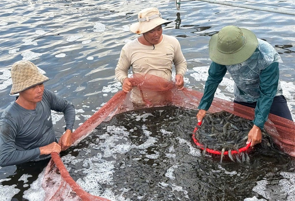 Cà Mau đẩy mạnh nuôi tôm thẻ chân trắng siêu thâm canh