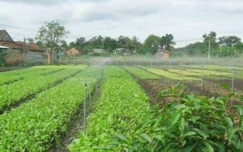 Trà Vinh ứng phó hạn mặn: Tưới tiết kiệm nước lên ngôi