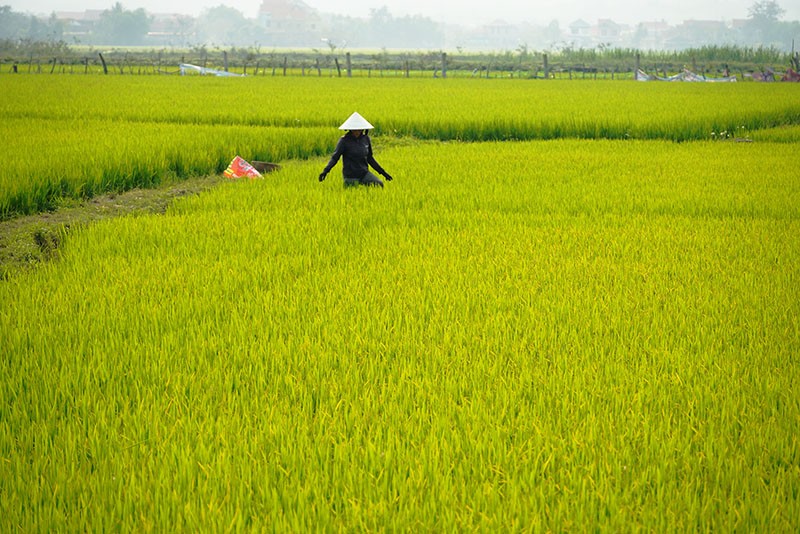 Chủ động phòng trừ bệnh đạo ôn trên lúa tại địa bàn tỉnh Quảng Bình