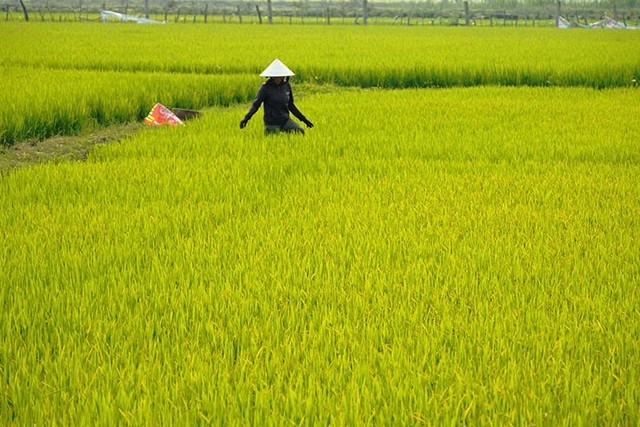 Chủ động phòng trừ bệnh đạo ôn trên lúa tại địa bàn tỉnh Quảng Bình