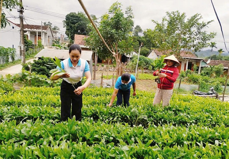 Phấn đấu trồng mới 900ha rừng ở huyện miền núi Quảng Bình