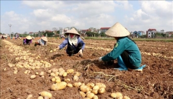 Bắc Ninh: Đẩy mạnh đổi mới sáng tạo, phát triển chuỗi giá trị lương thực thực phẩm bền vững