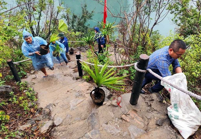 Ban Quản lý Vịnh vận chuyển nhiều loại thực vật đặc hữu quý hiếm trồng dọc đường lên điểm tham quan Hang Cỏ.