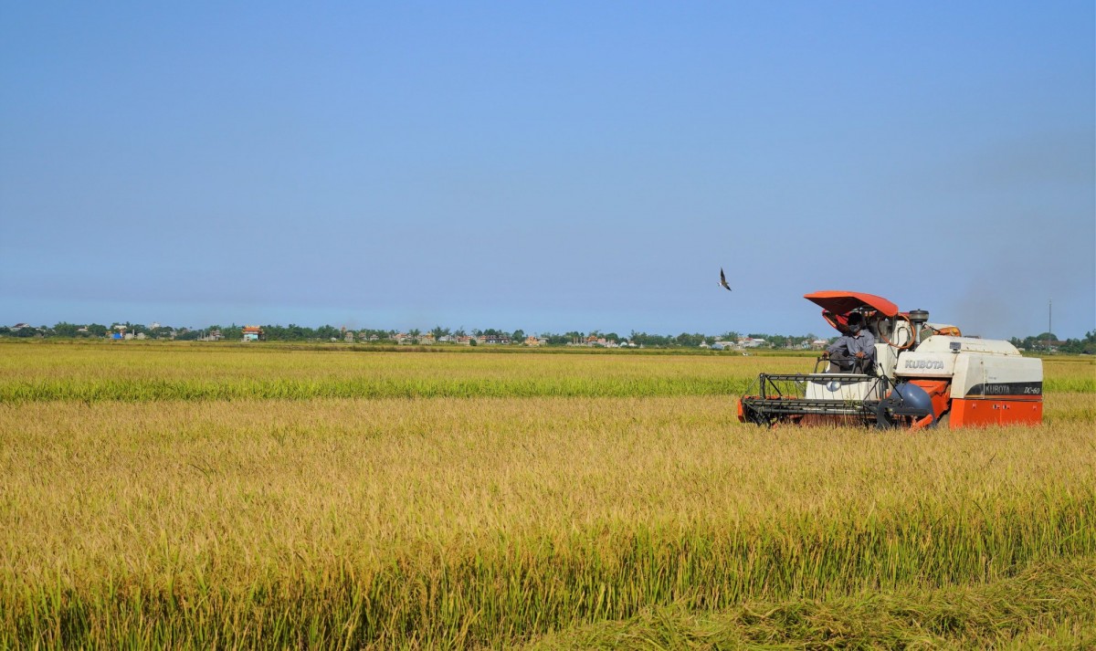 Nông sản Quảng Trị: Nâng tầm đặc sản, hướng đến phát triển bền vững