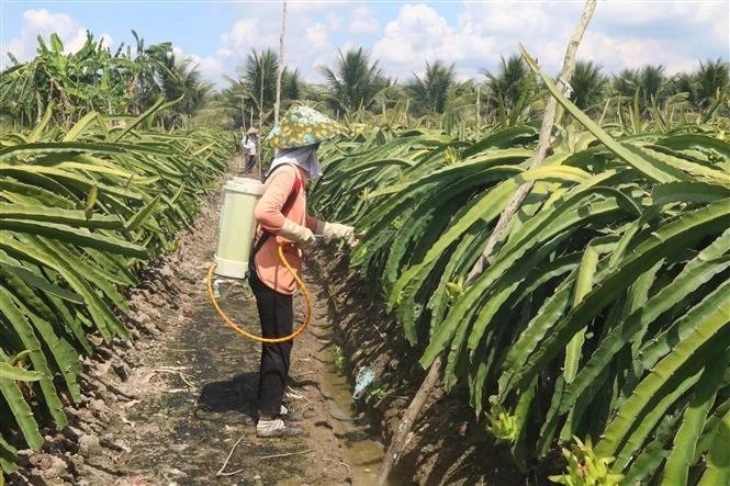 Tiền Giang: Nông dân Song Thuận năng động, sáng tạo trong sản xuất, kinh doanh