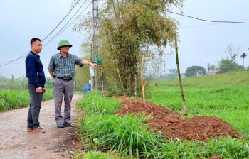 Hải Dương: Thực hiện trồng dặm tre chắn sóng với số lượng lớn năm 2025