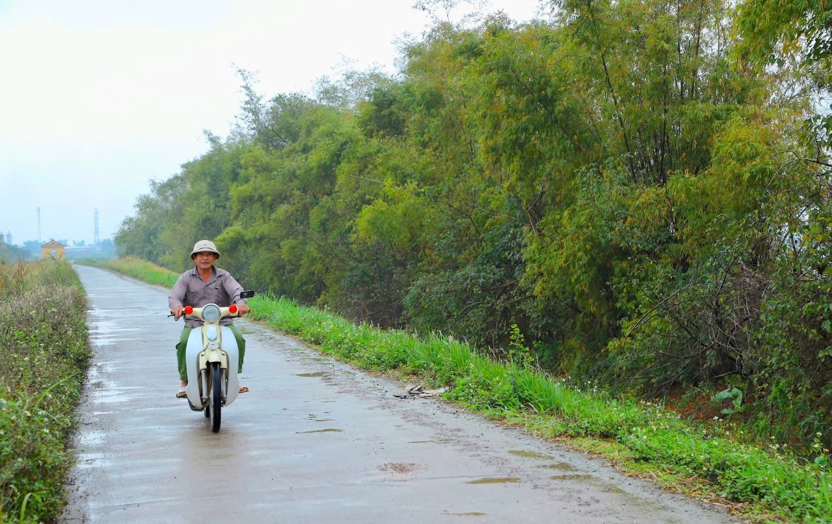 Hải Dương: Thực hiện trồng dặm tre chắn sóng với số lượng lớn năm 2025