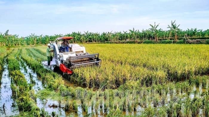 Hải Dương: Phục tráng ruộng hoang, mở rộng sản xuất lúa hữu cơ