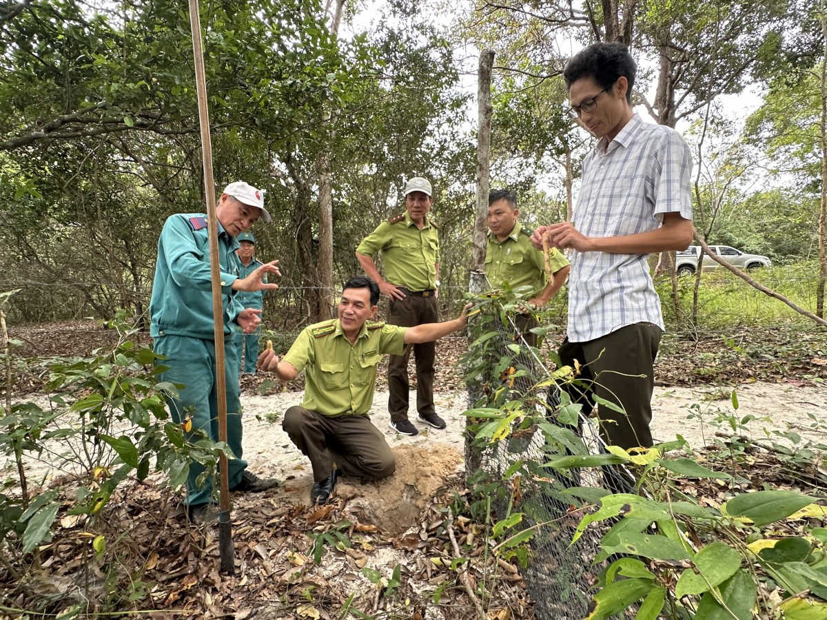 Trồng dược liệu dưới tán rừng và tiềm năng phát triển