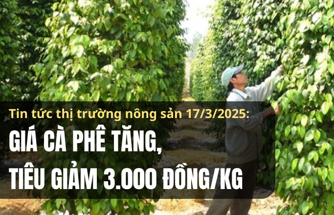 Tin tức thị trường nông sản 17/3/2025: Giá cà phê tăng, tiêu giảm 3.000 đồng/kg