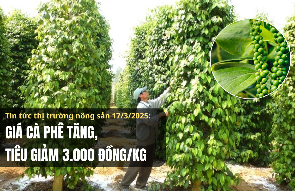 Tin tức thị trường nông sản 17/3/2025: Giá cà phê tăng, tiêu giảm 3.000 đồng/kg