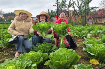 Thưởng ngoạn những vườn rau ôn đới, dâu tây trên cổng trời Vĩnh Sơn