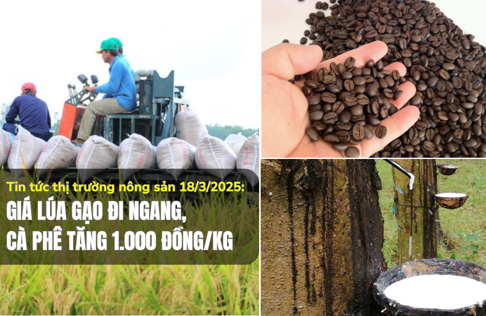 Tin tức thị trường nông sản 18/3/2025: Giá lúa gạo đi ngang, cà phê tăng 1.000 đồng/kg