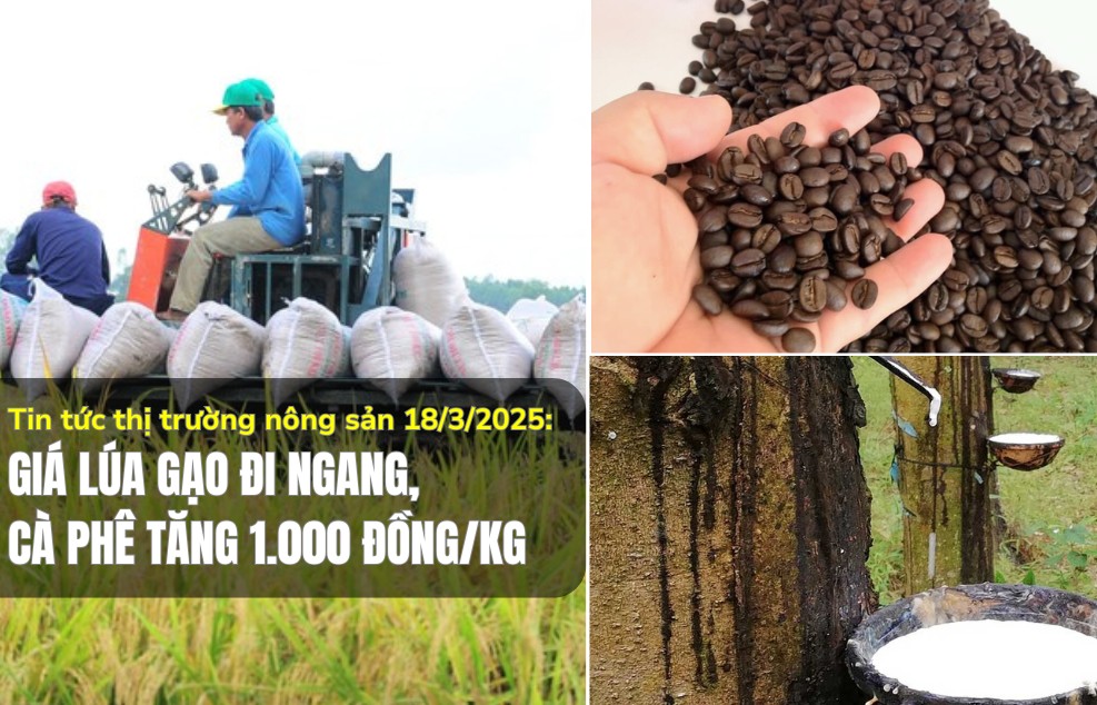 Tin tức thị trường nông sản 18/3/2025: Giá lúa gạo đi ngang, cà phê tăng 1.000 đồng/kg