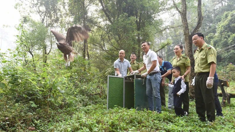 Vườn Quốc gia Tam Đảo đã phối hợp với Trung tâm Cứu hộ Động vật Hoang dã Hà Nội tổ chức tái thả một số loài chim hoang dã tại địa phận vườn quốc gia. (Ảnh: VGQ Tam Đảo)