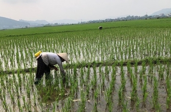 Hải Phòng: Tổ chức kiểm tra tình hình sâu bệnh trên lúa, cà chua vụ Xuân hè 2025