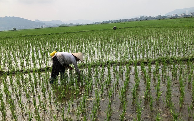 Hải Phòng: Tổ chức kiểm tra tình hình sâu bệnh trên lúa, cà chua vụ Xuân hè 2025