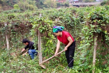 Hà thủ ô đỏ trở thành cây kinh tế chủ lực: "Chắp cánh" nâng tầm thương hiệu nông sản