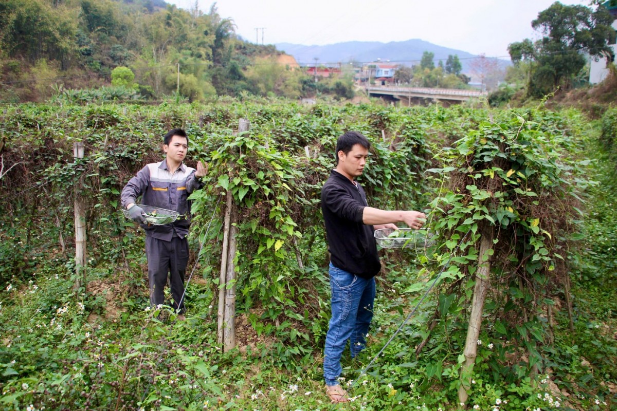 Hà thủ ô đỏ trở thành cây kinh tế chủ lực: 