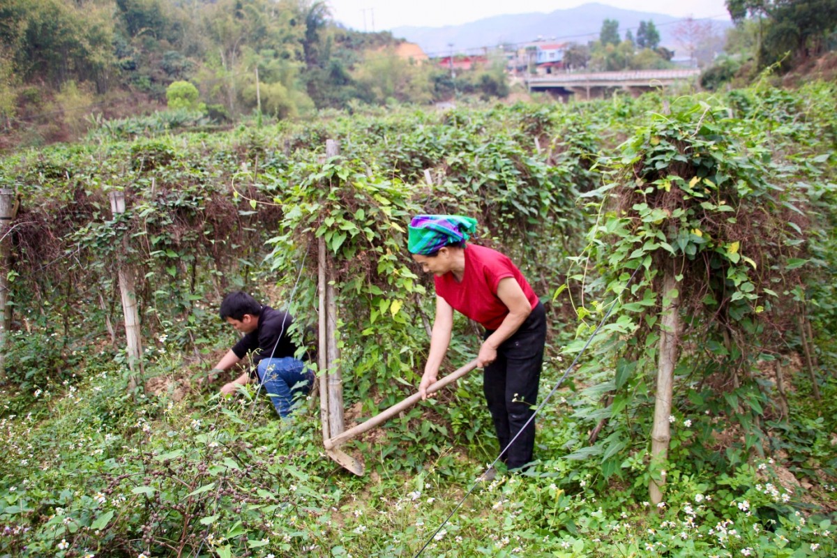 Hà thủ ô đỏ trở thành cây kinh tế chủ lực: 