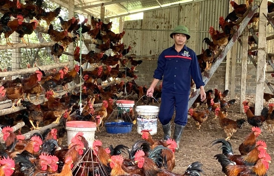 Nông dân “rỉ tai” nhau nuôi gà theo hướng an toàn sinh học