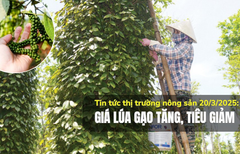 Tin tức thị trường nông sản 20/3/2025: Giá lúa gạo tăng, tiêu giảm