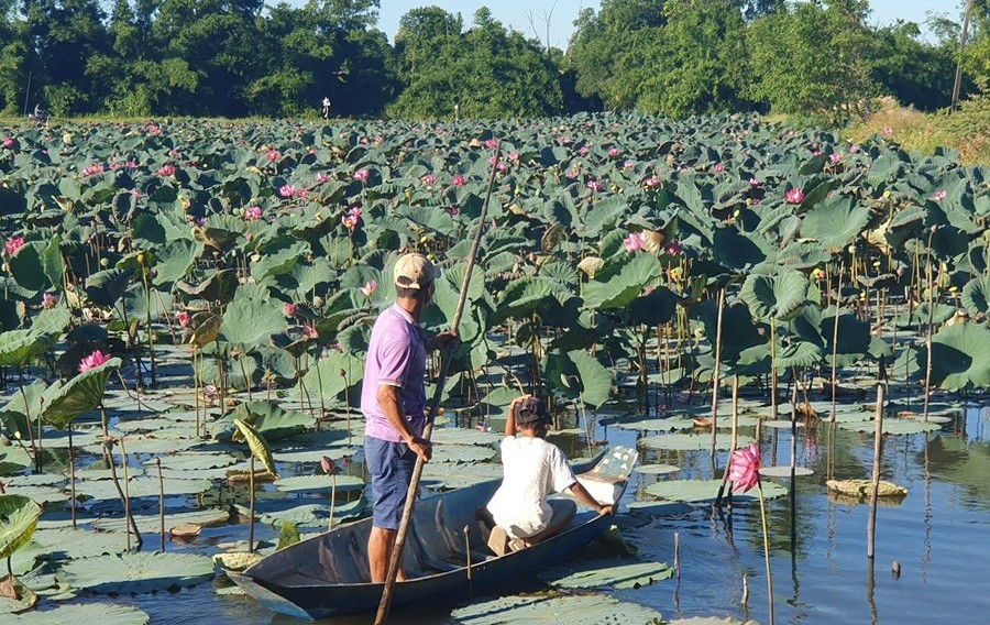 Lệ Thủy (Quảng Bình): Chuyển đổi gần 90ha đất trồng lúa đem lại hiệu quả kinh tế