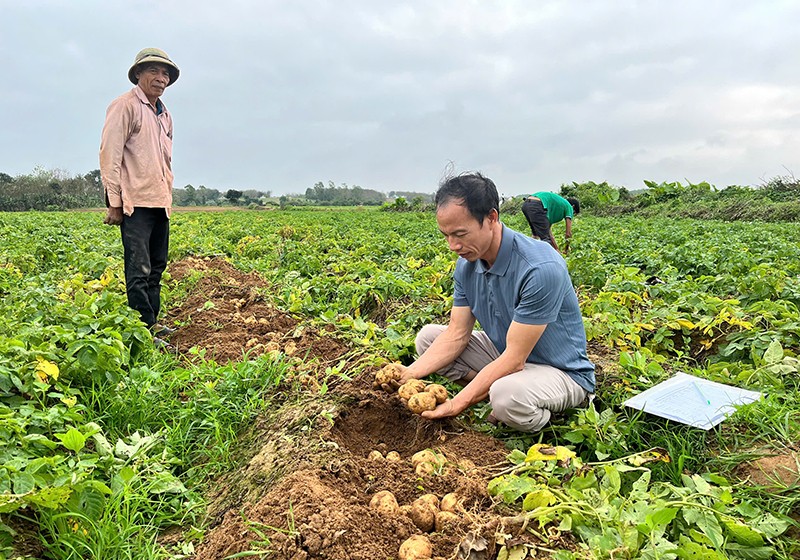 Thử nghiệm trồng cây khoai tây nguyên liệu phục vụ công nghiệp chế biến