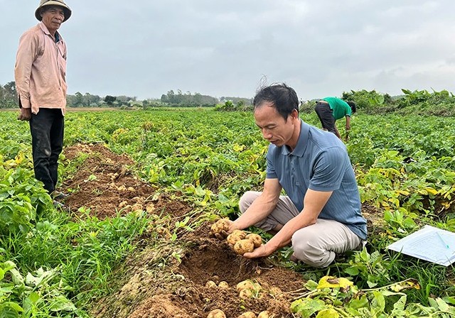 Thử nghiệm trồng cây khoai tây nguyên liệu phục vụ công nghiệp chế biến