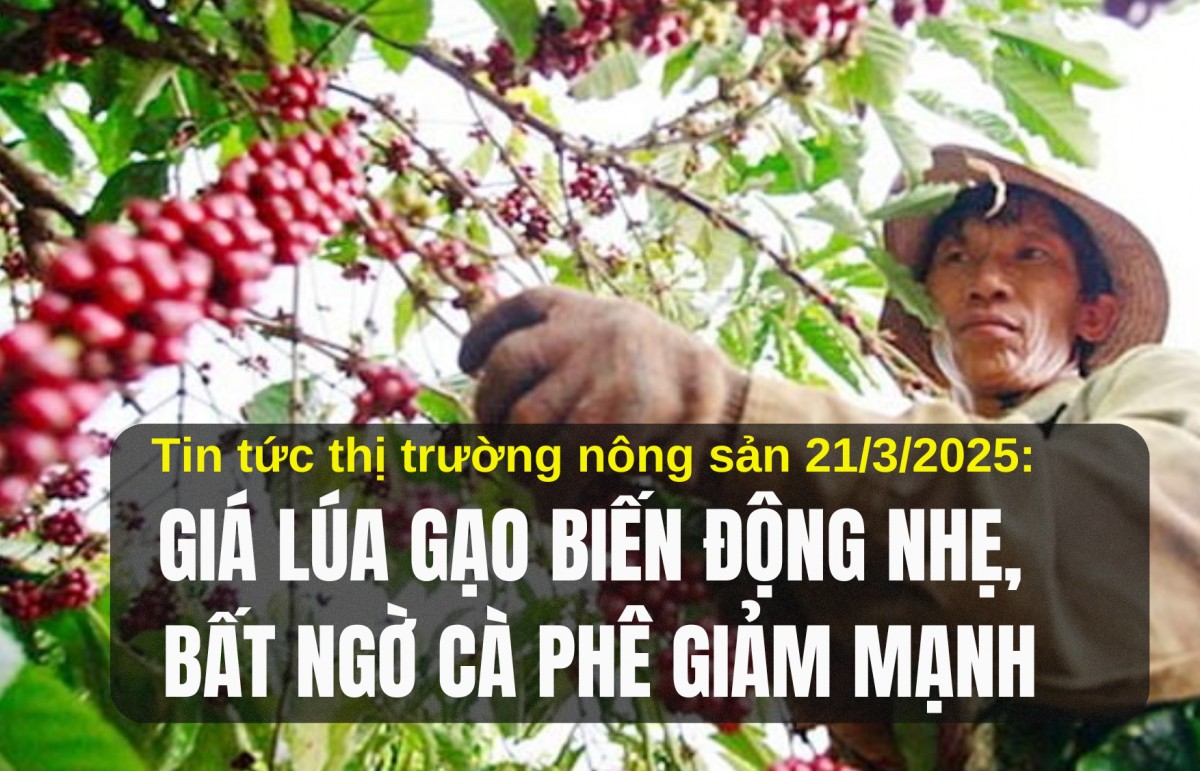 Tin tức thị trường nông sản 21/3/2025: Giá lúa gạo biến động nhẹ, bất ngờ cà phê giảm mạnh