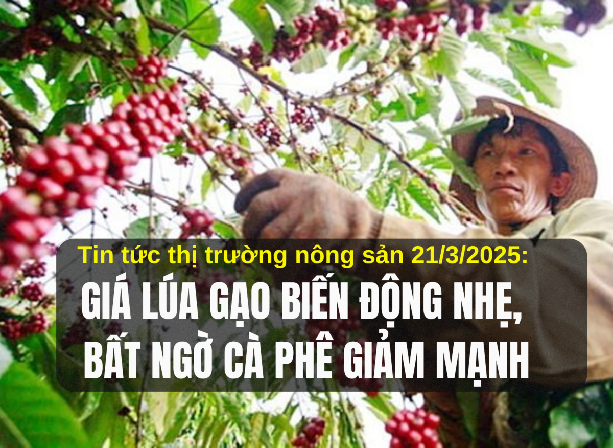 Tin tức thị trường nông sản 21/3/2025: Giá lúa gạo biến động nhẹ, bất ngờ cà phê giảm mạnh