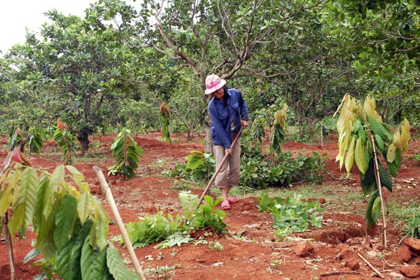 Cải tạo vườn tạp: Việc hôm nay chớ để ngày mai