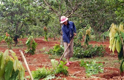 Cải tạo vườn tạp: Việc hôm nay chớ để ngày mai