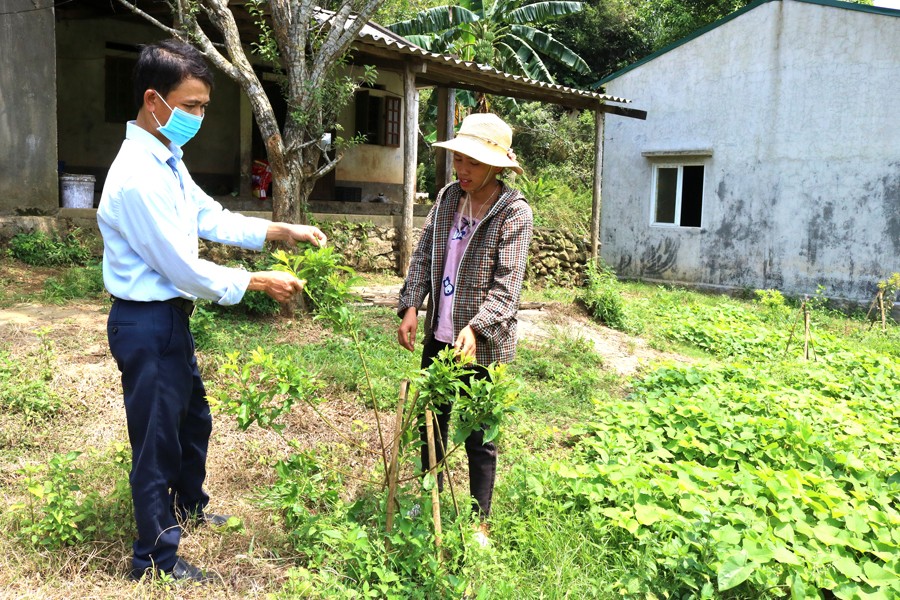 Cải tạo vườn tạp: Việc hôm nay chớ để ngày mai