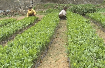 Nâng cao chất lượng cây giống, phát triển rừng trồng, tạo sinh kế bền vững