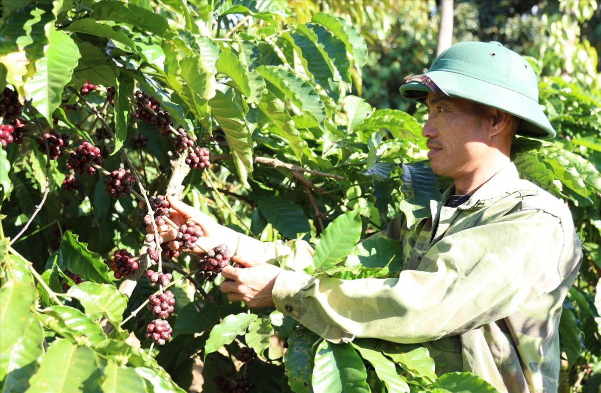 Giá cà phê tăng cao góp phần nâng cao đời sống kinh tế người dân Tây Nguyên