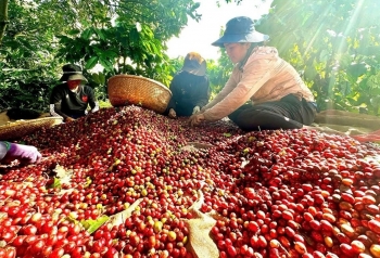 Giá cà phê tăng cao góp phần nâng cao đời sống kinh tế người dân Tây Nguyên