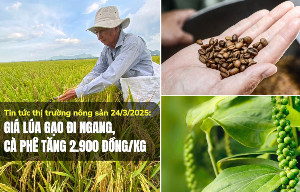 Tin tức thị trường nông sản 24/3/2025: Giá lúa gạo đi ngang, cà phê tăng 2.900 đồng/kg