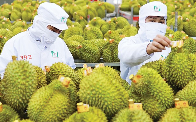 Thị trường Ấn Độ: "Miếng bánh" mới cho ngành sầu riêng