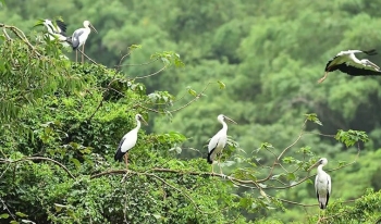 Bình Phước: Tăng cường nỗ lực bảo tồn đa dạng sinh học theo quy hoạch quốc gia