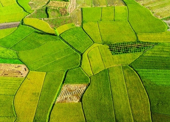 Thu hút doanh nghiệp FDI tham gia vào chuỗi phát triển nông nghiệp hữu cơ